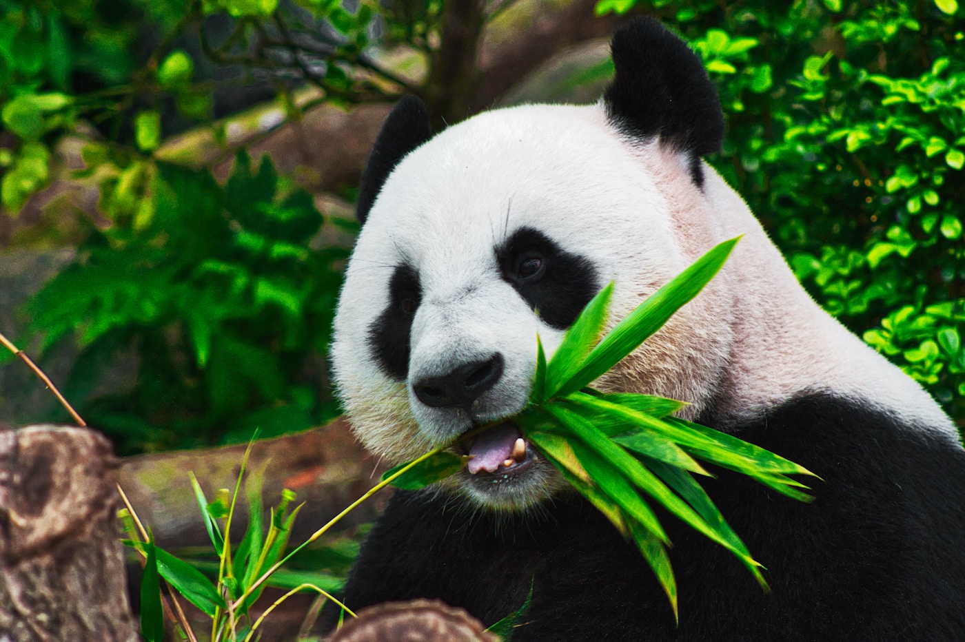 Giant panda visit as a light Chengdu recovery travel option